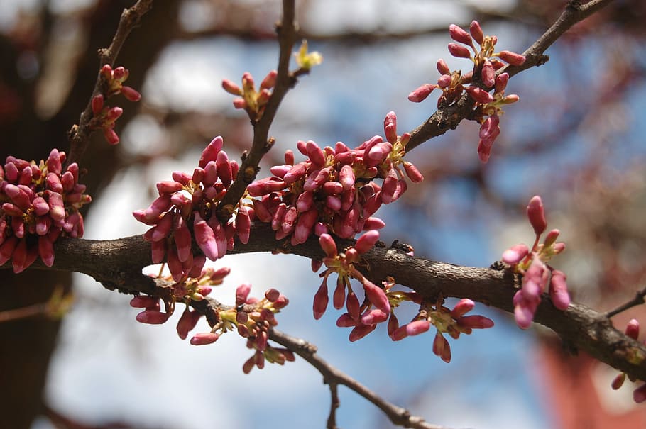 tree, branch, flower, nature, gems, spring, bloom, buds, plant HD wallpaper