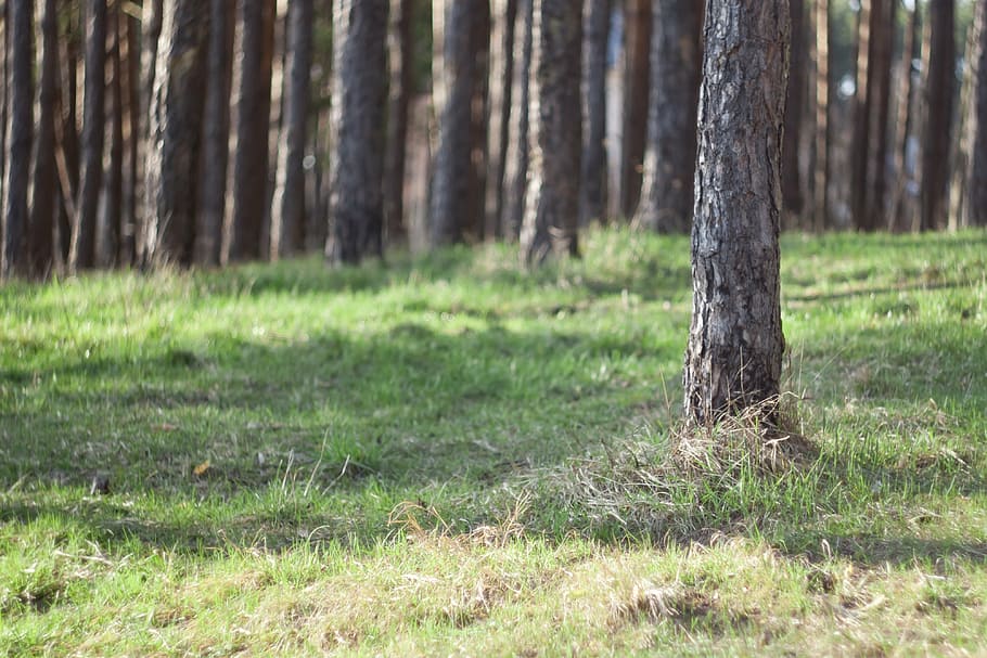 greens, grass, trees, nature, forest, outdoors, spring, plant HD wallpaper