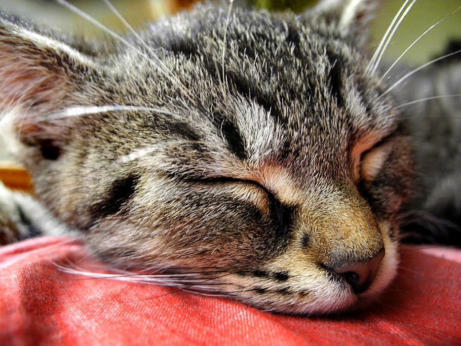 grey cat sleeping on red textile, kitten, head, tomcat, one animal HD wallpaper