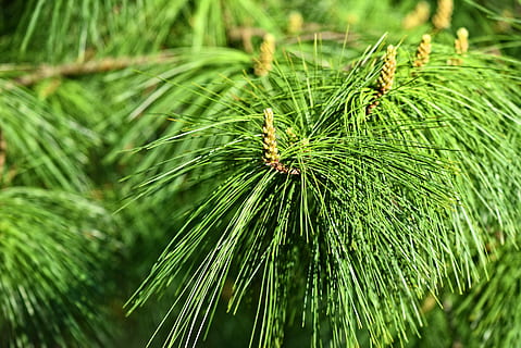 pine, conifer, tree, branch, pinus wallichiana, blue pine, himalayan pine HD wallpaper