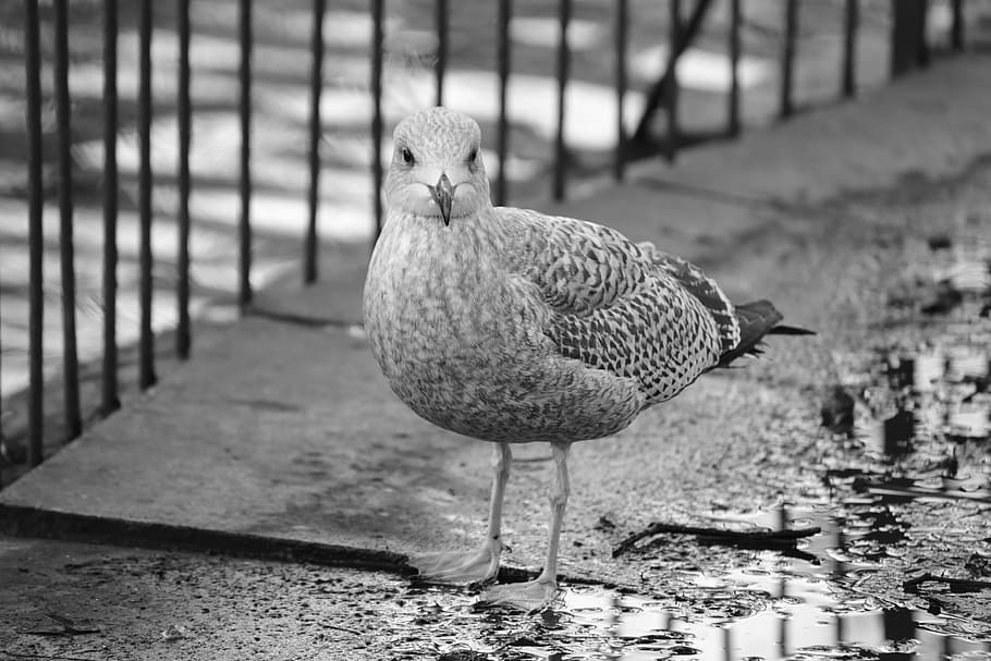bird, park, nature, gray, outdoor, season, spring, animal, animal themes HD wallpaper
