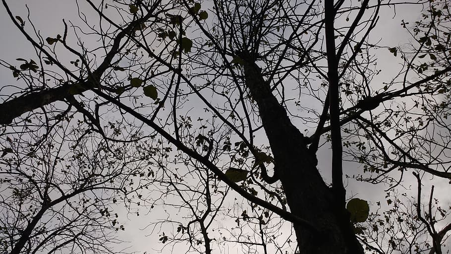 silhouette, trees, ecology, fall, java, environment, landscape HD wallpaper