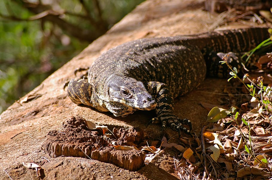 Monitor Lizard, Goanna, australia, queensland, rainforest, reptile HD wallpaper