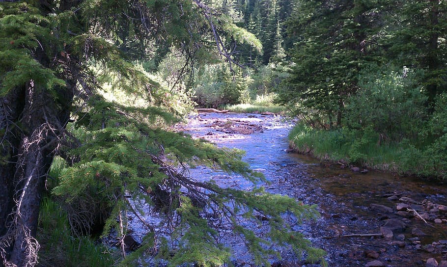 stream, water, waterfall, forest, nature, water background HD wallpaper