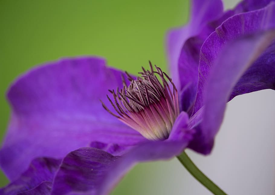 blossom, bloom, clematis, close, purple, flower, violet, purple flower HD wallpaper