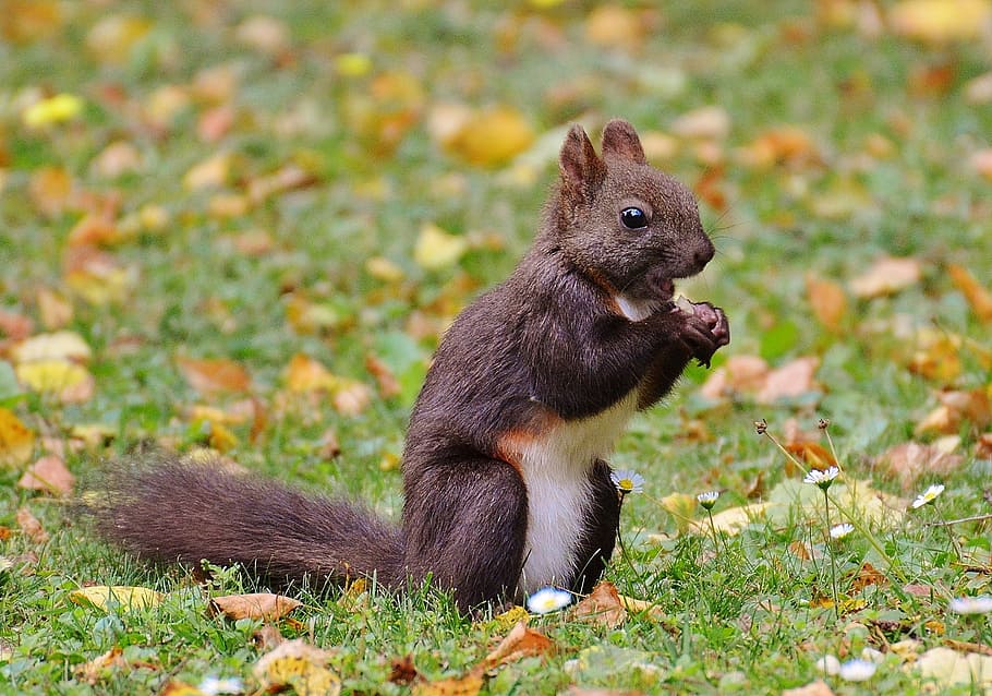 squirrel, nager, cute, nature, rodent, climb, garden, eat, brown HD wallpaper