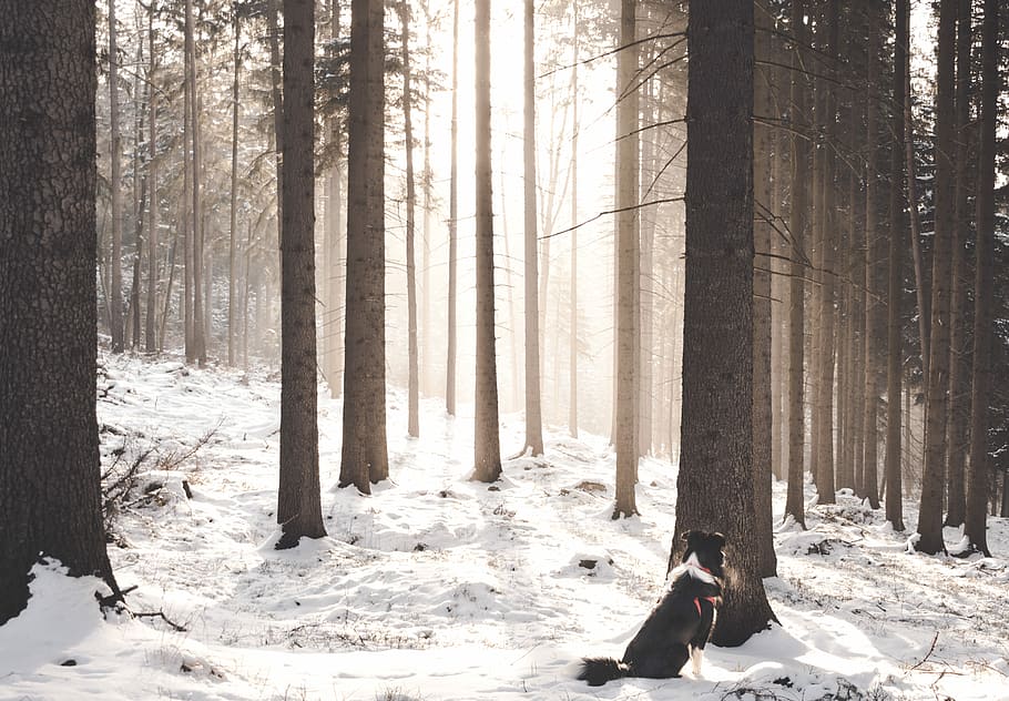 dog sitting on snow covered ground, black and white border collie sitting on snow field near tall trees at daytime HD wallpaper