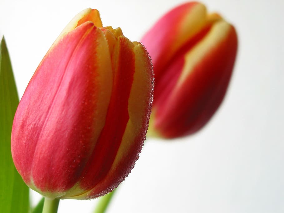 tulips, flower, spring, nature, red, plant, petal, flower Head HD wallpaper