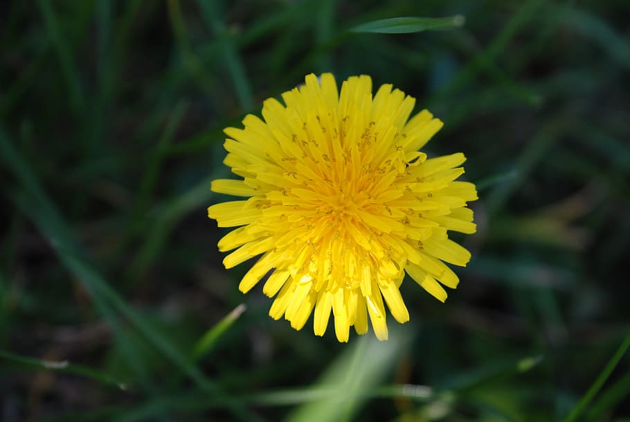 flower, picture, natural, yellow, flowering plant, freshness HD wallpaper