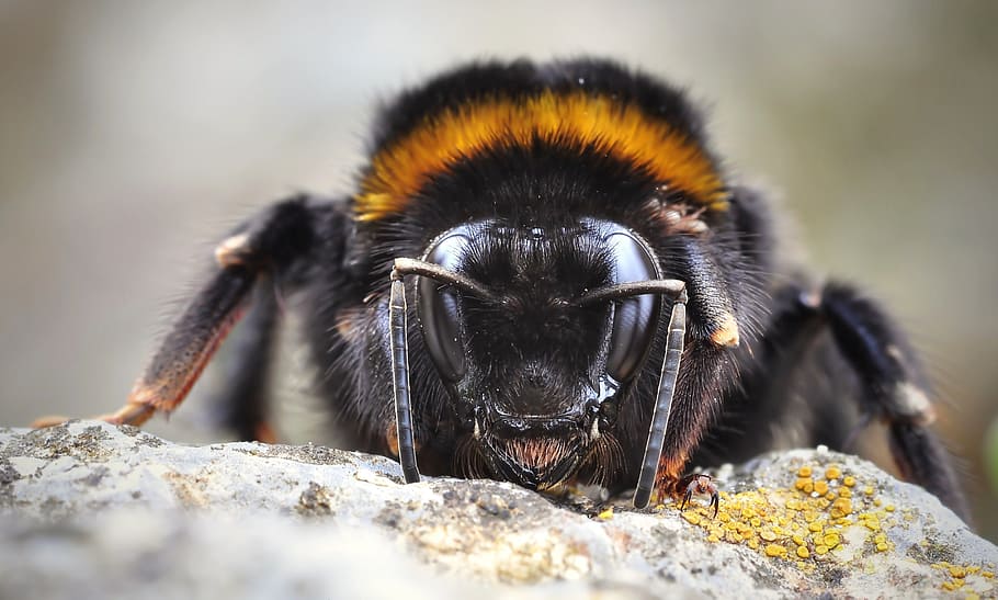 macro photography of honeybee, hummel, fictional, insect, animal HD wallpaper