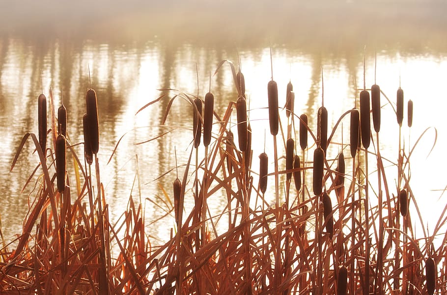 cattails near body of water at daytime, reeds, plant, grass, nature, HD wallpaper