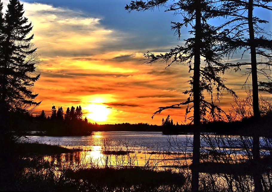 silhouette of trees near body of water during sunset, photography HD wallpaper