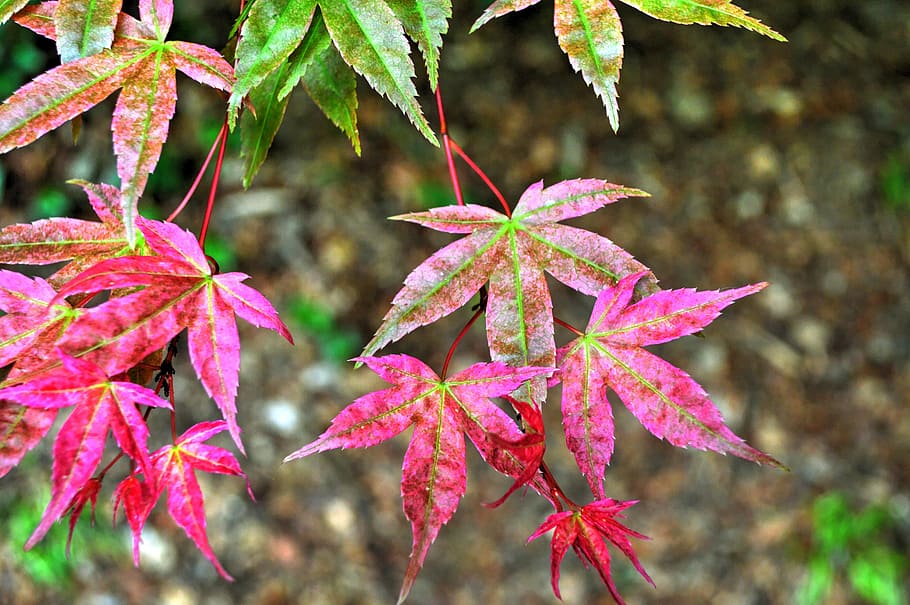 Leaf, Foliage, Nature, Tree, Plant, red, pink, color, vegetation HD wallpaper