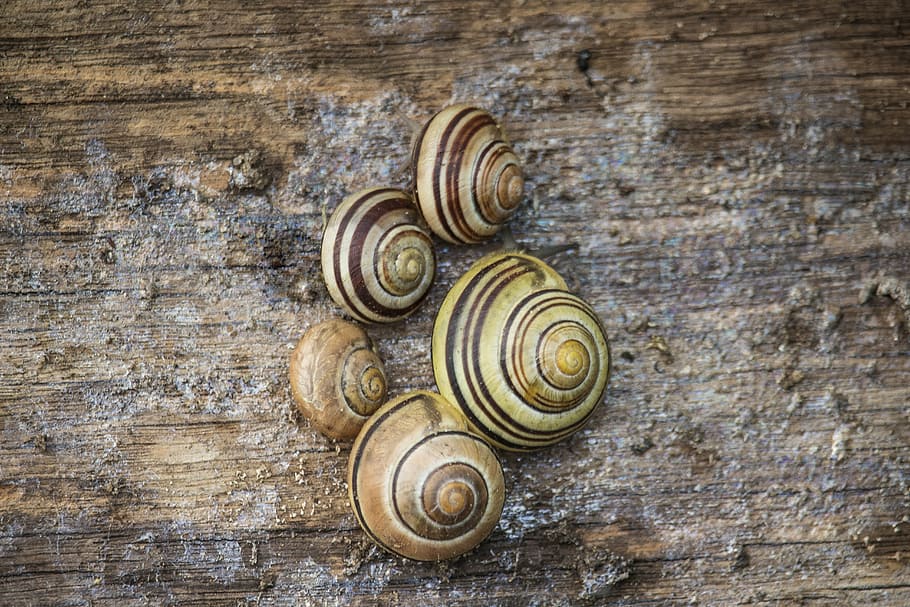 spring, summer, snails, nature, animal, animal wildlife, spiral HD wallpaper
