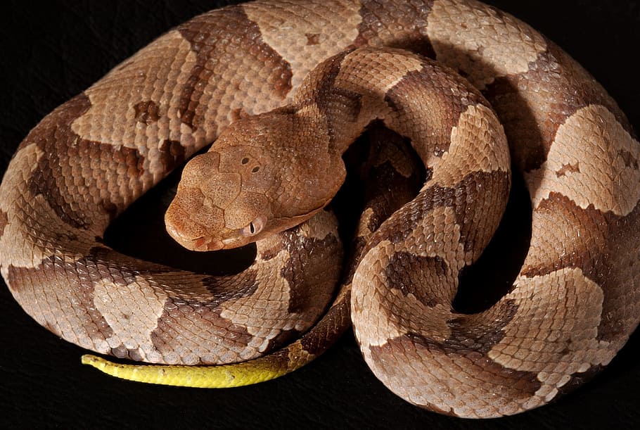 brown boa constrictor, southern copperhead, viper, poisonous, HD wallpaper