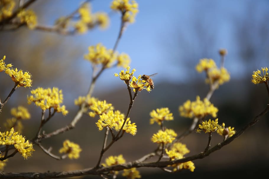 selective focus photography of yellow petaled flower, cornus HD wallpaper
