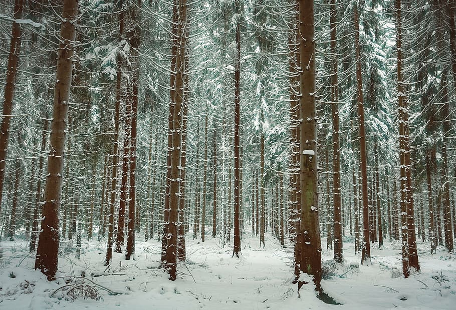 winter, snow, trees, winter forest, wintry, nature, landscape HD wallpaper
