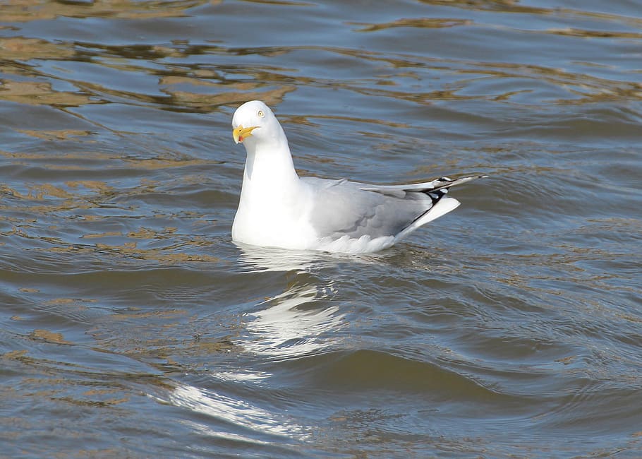 herring gull, gulls, larus argentatus, laridae, large gull, HD wallpaper