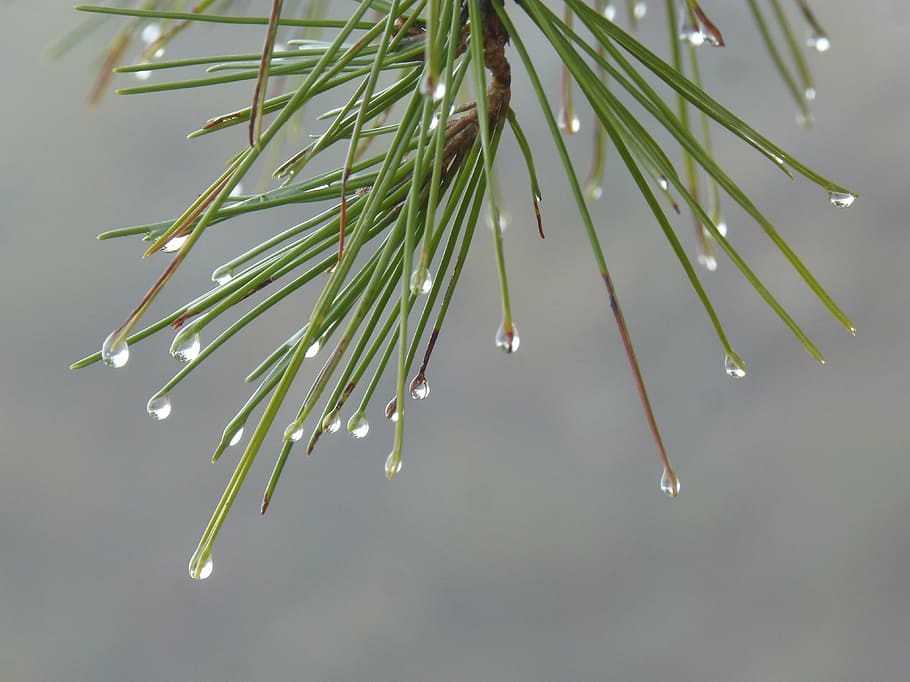 leaves, rocio, drops, needles, pine, moisture, plant, close-up HD wallpaper