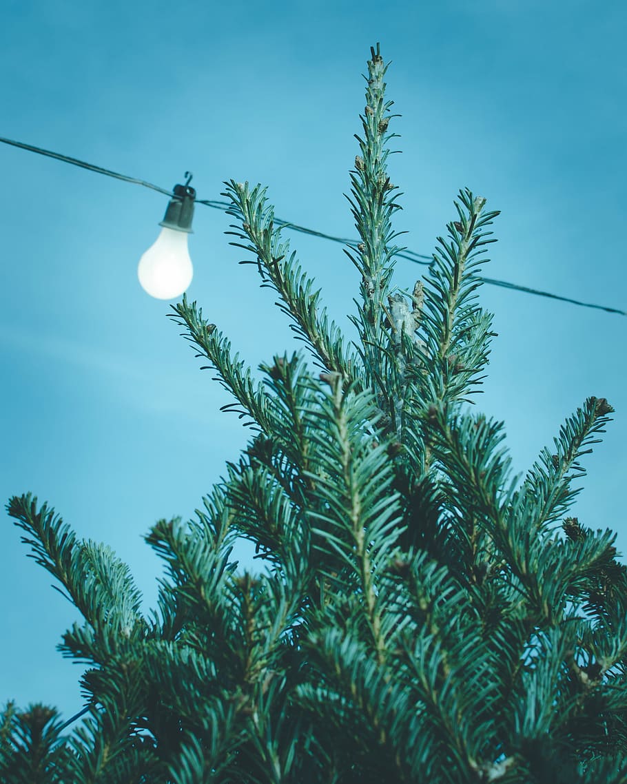 Once Upon a Tree Lot, green pine tree, lightbulb, wire, lighting HD wallpaper