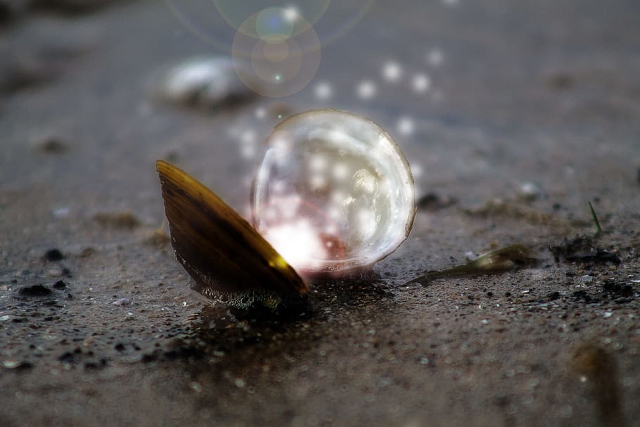 opened brown clamshell on brown pavement at daytime, sand, sparkle HD wallpaper
