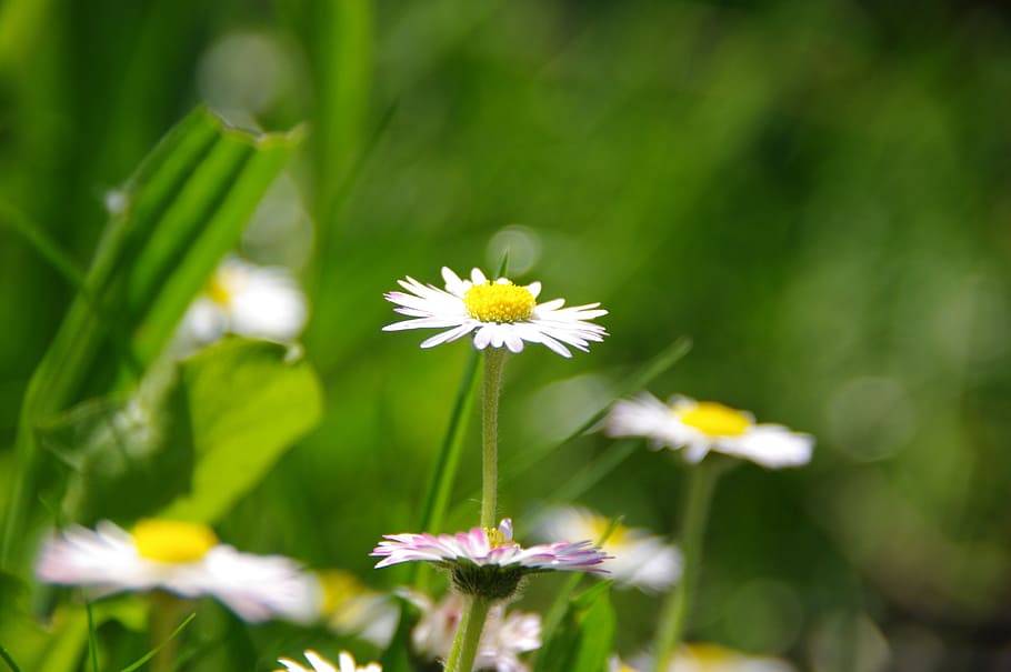 daisy, rush, spring, garden, grass, green, flower, multiannual daisy HD wallpaper