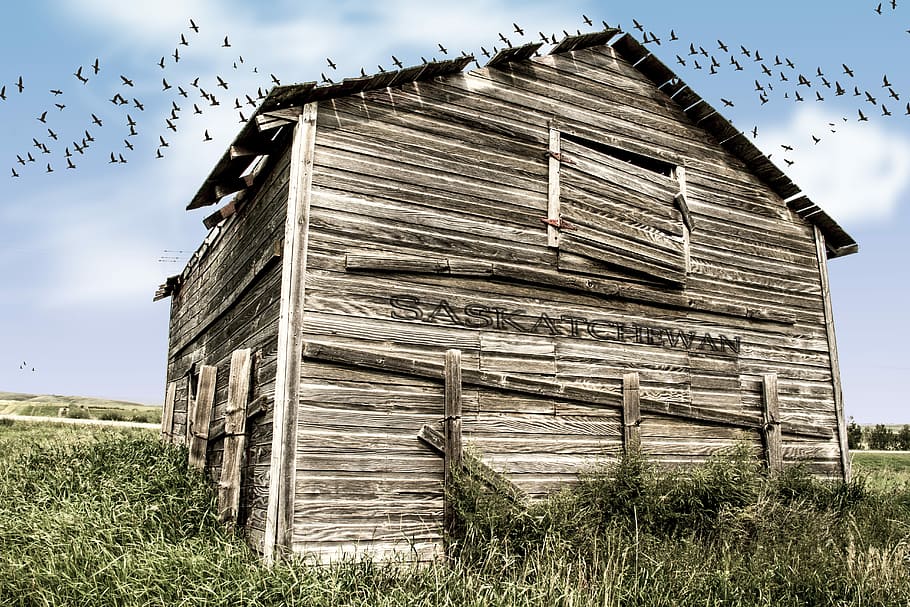 brown wooden barn during daytime, untitled, saskatchewan, shack HD wallpaper