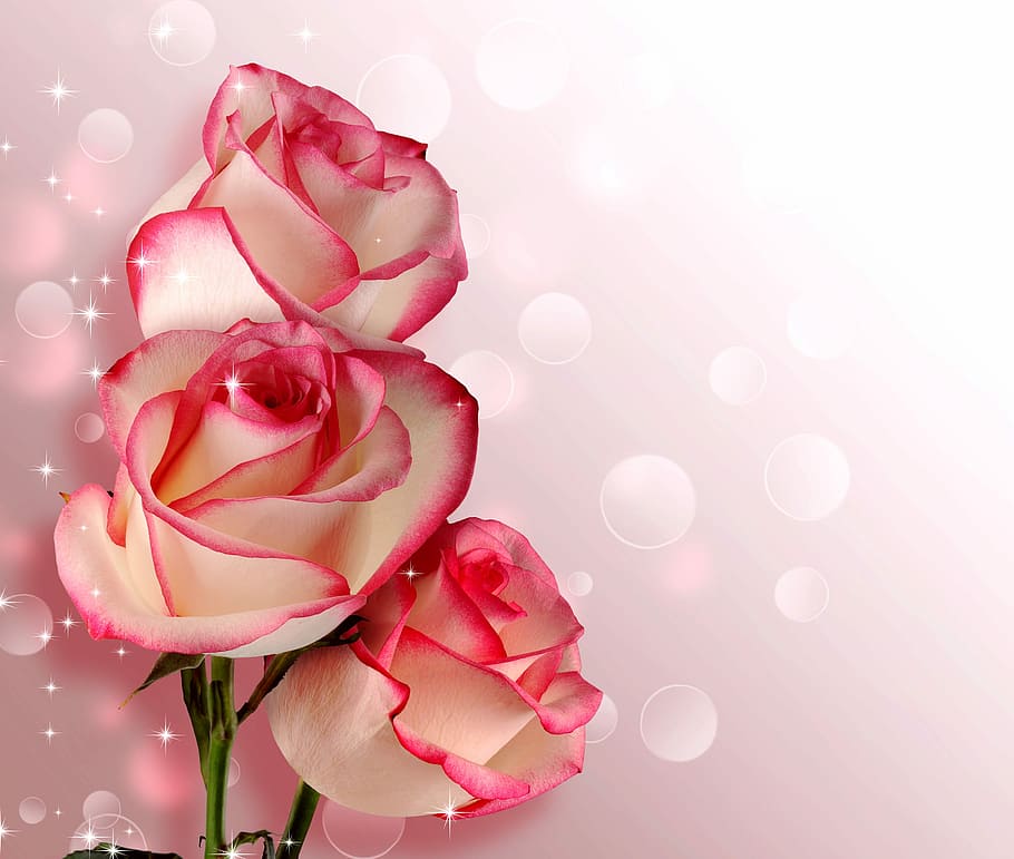 photo of pink and white petaled flowers, rose, romance, love
