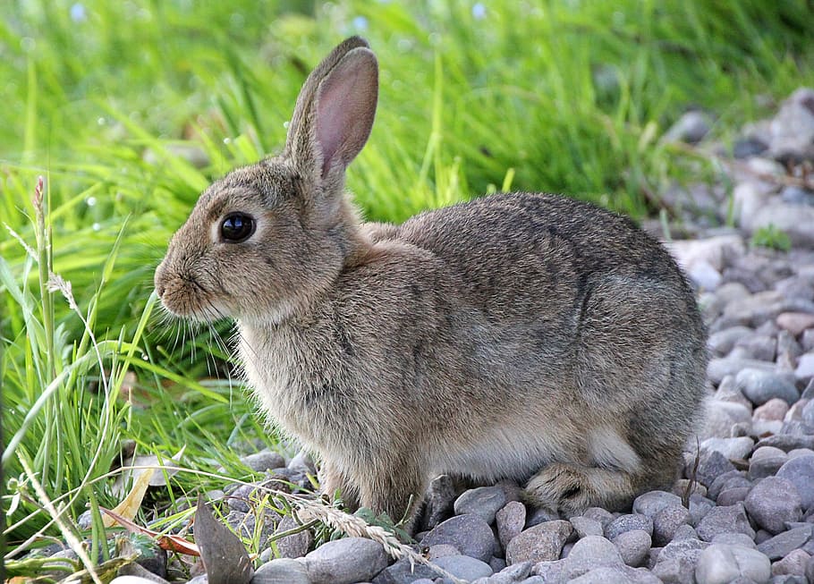 selective focus photographed of gray rabbit, hare, animal, cute HD wallpaper
