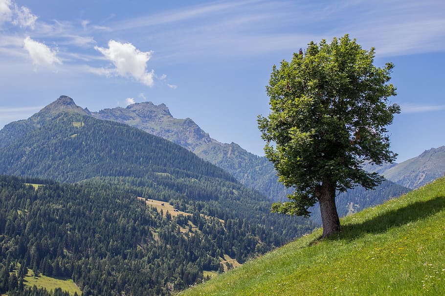 green tree on mountain during daytime, carinthia, summer, nature HD wallpaper