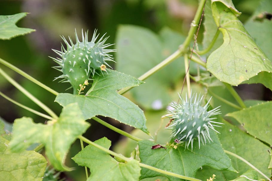 exploding cucumber, cyclanthera brachystachya, cucurbitaceae HD wallpaper