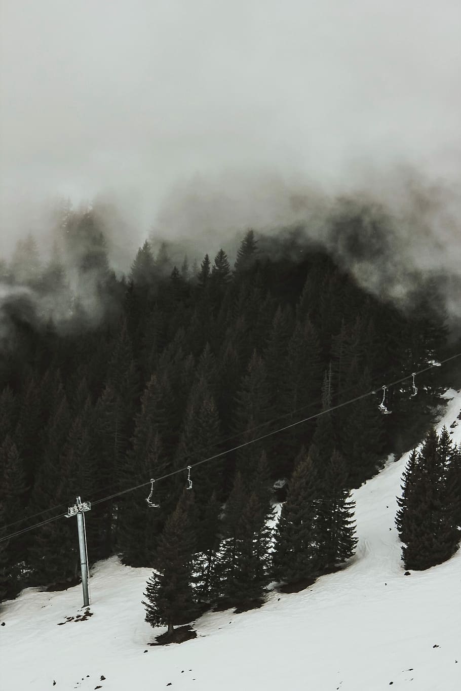 green leafed trees during daytime, cable car above pine trees HD wallpaper