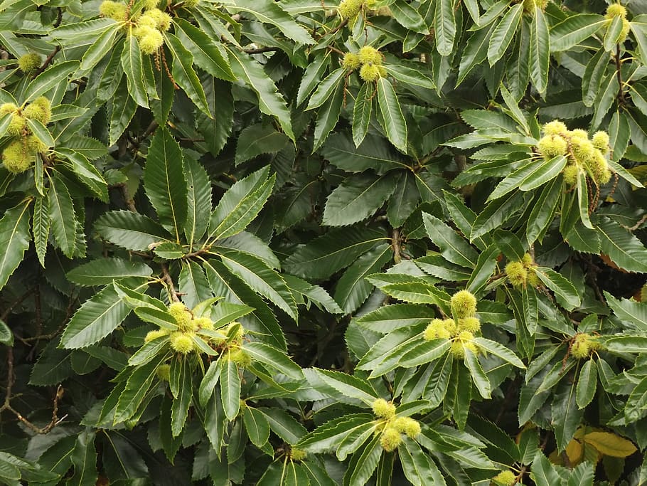chestnut, tree, nature, green, leaf, branch, foliage, outdoor HD wallpaper