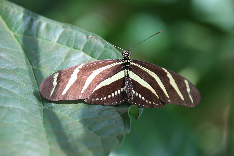 butterfly, insect, nature, butterfly - Insect, animal, wildlife HD wallpaper