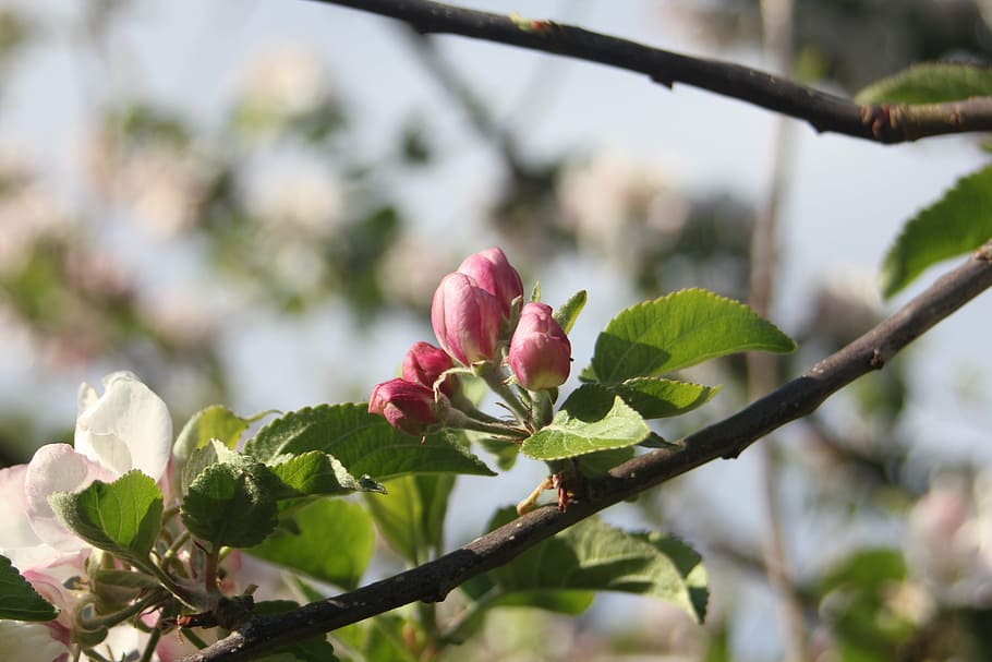 buds, flowers, tree, leaf, summer, plant, beauty in nature HD wallpaper