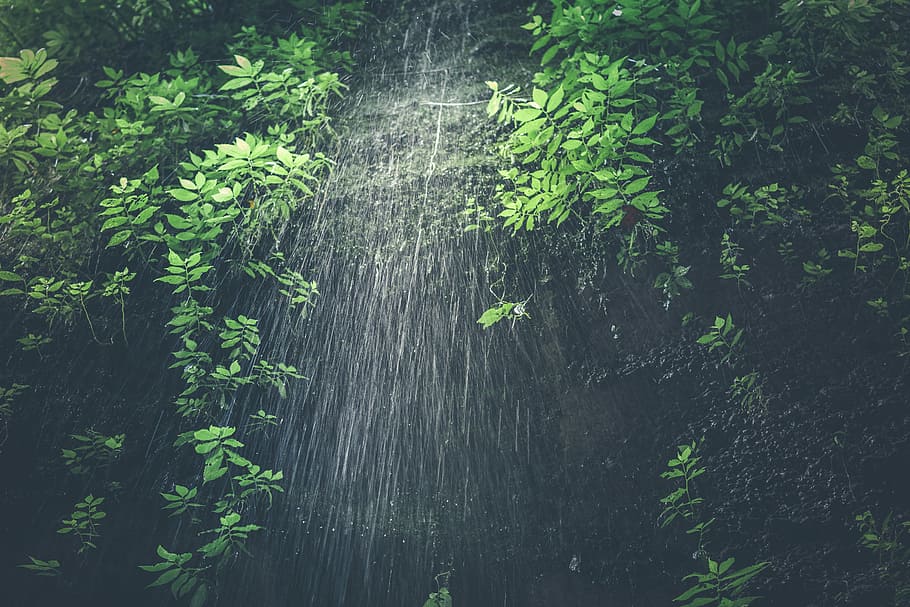 time-lapse photography of water dropping from leaves, green leaf tree, HD wallpaper