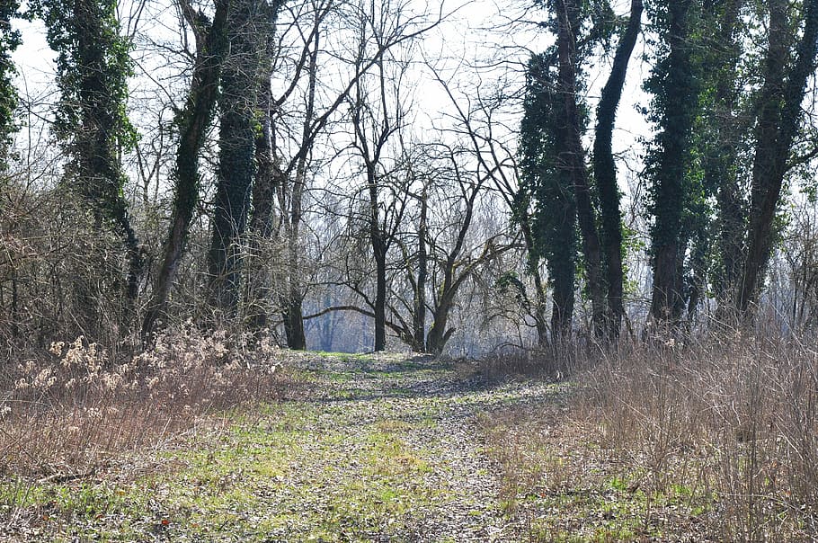 Drava, Spring, Nature, Road, tree, no people, scenics, forest HD wallpaper