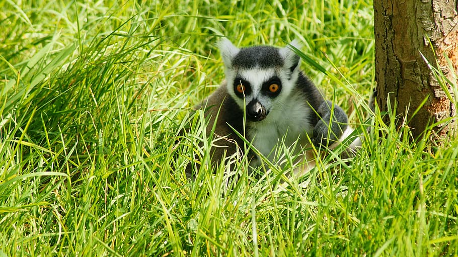 lemur, ring tailed, animal, primate, madagascar, mammal, wild HD wallpaper