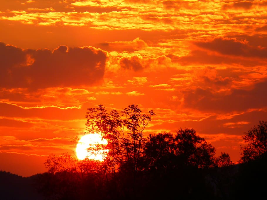 silhouette of trees during golden hour, abendstimmung, sunset HD wallpaper