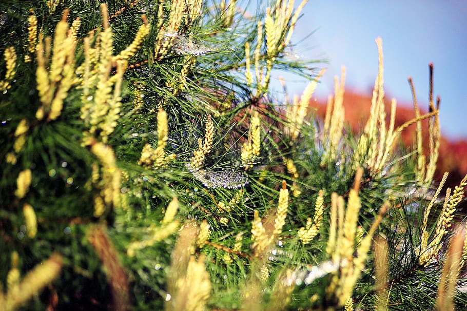nature, pine, sol's eyes, plant, growth, close-up, green color HD wallpaper