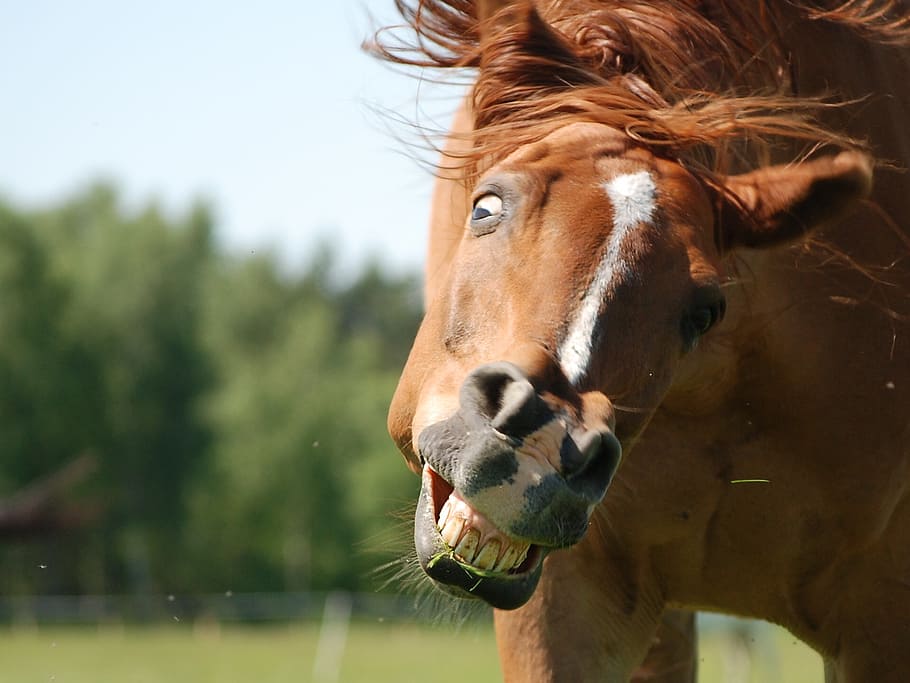 close up shot of a brown horse showing its teeth, the horse, konik