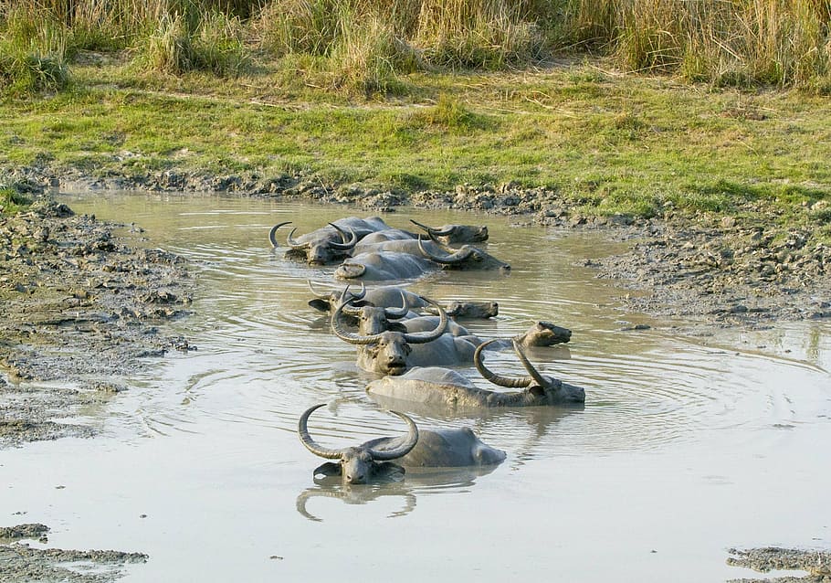 buffalo, asiatic, wild, mud, animal, kaziranga, national, park, HD wallpaper