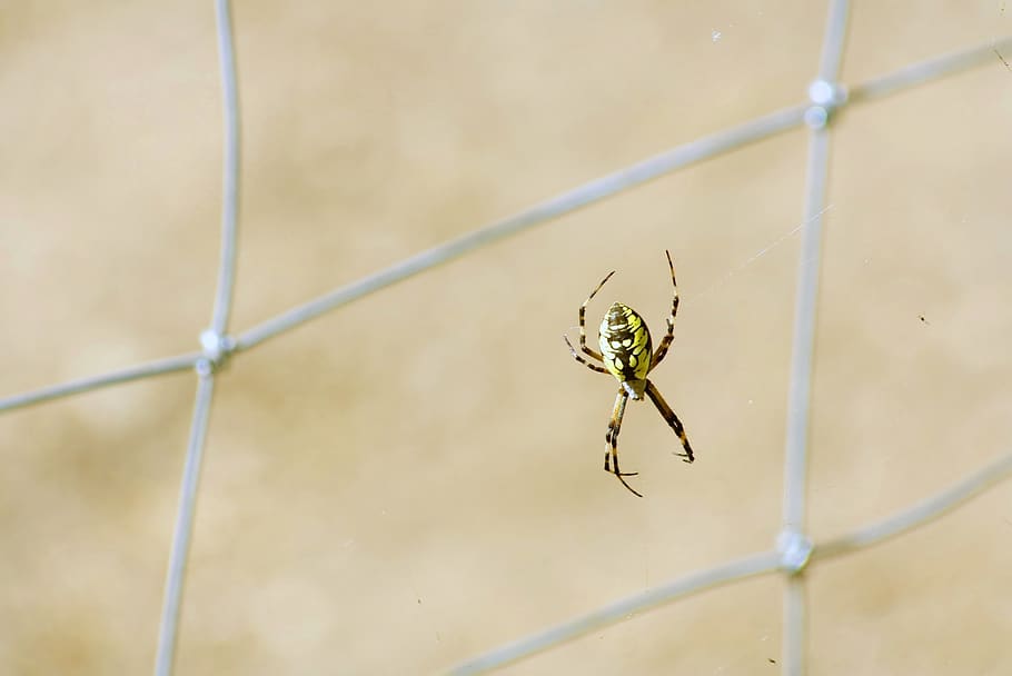 nature, outdoors, spider, animal themes, invertebrate, one animal HD wallpaper