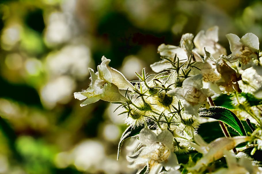 selective focus photography of green leaves, bush, flowers HD wallpaper