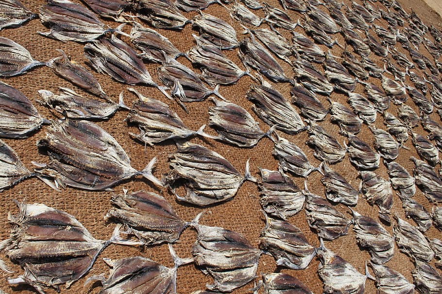 sri lanka, fish, beach, full frame, backgrounds, pattern, no people HD wallpaper