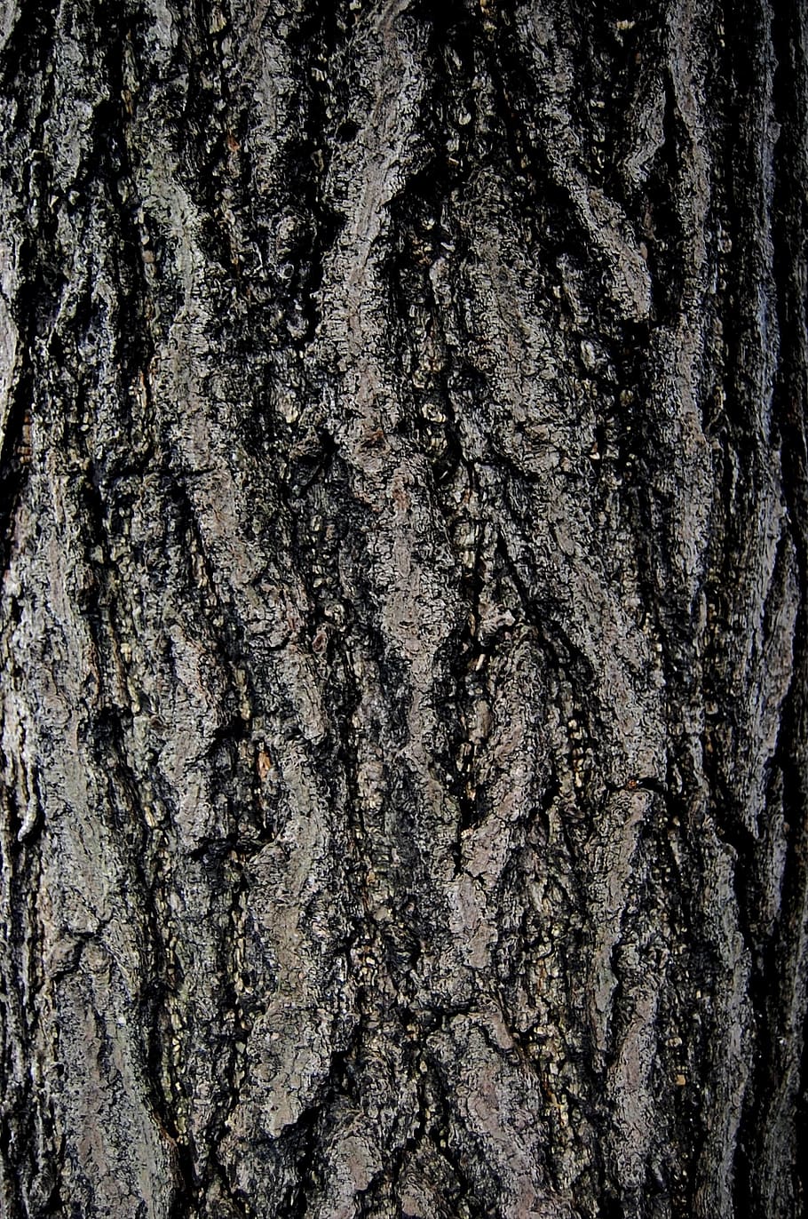 background, bark, wood, pattern, dry, surface, trunk, coarse HD wallpaper