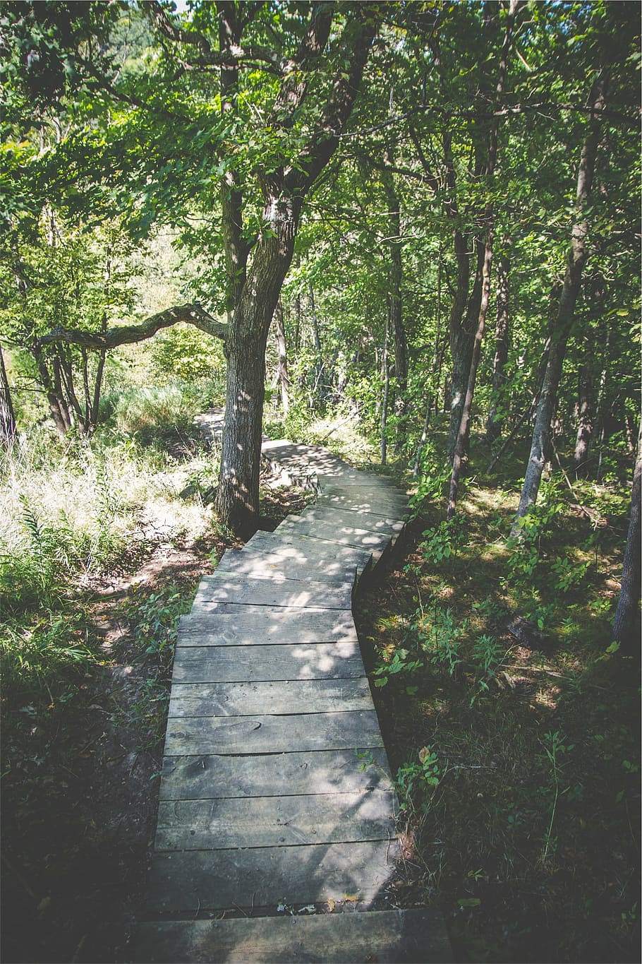 grey wooden forest trail, stair, pathway, shade, trees, leaves HD wallpaper