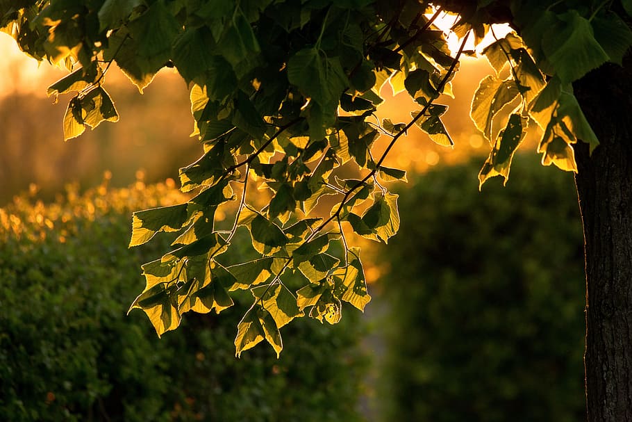 leaves, tree, back light, park, nature, plant, plant part, growth HD wallpaper