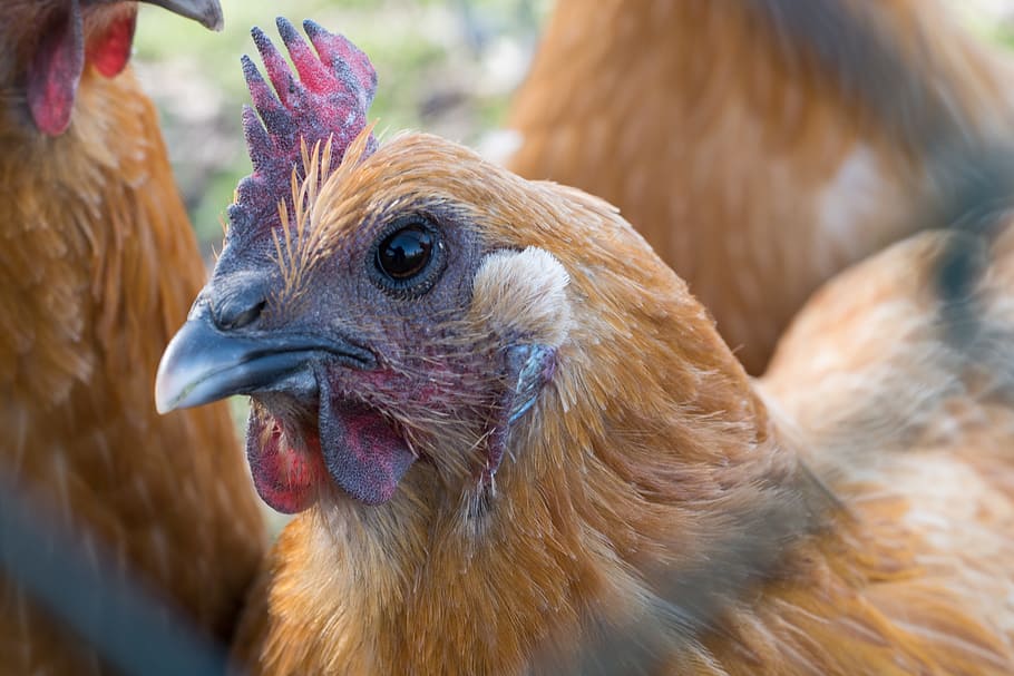 hen, chicken, close, brown, farm, agriculture, animal, animal themes HD wallpaper