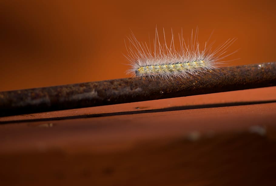 Caterpillar, Insect, Crawling, Nature, bug, small, red, little HD wallpaper